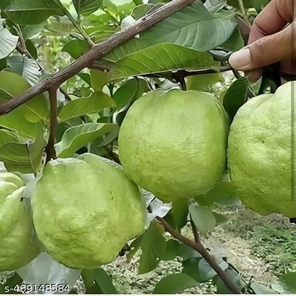 All_Time_Hybrid_Guava_Fruit_Plant
