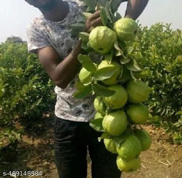 All_Time_Hybrid_Guava_Fruit_Plant