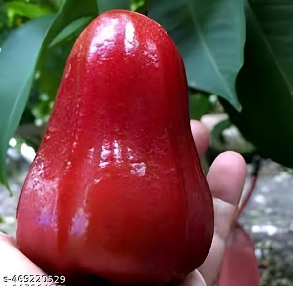 Hybrid_Red_Water_Apple_Jamrul_Fruit_Plant