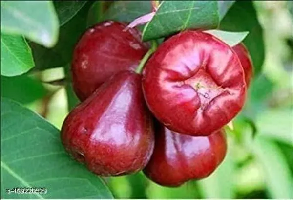 Hybrid_Red_Water_Apple_Jamrul_Fruit_Plant