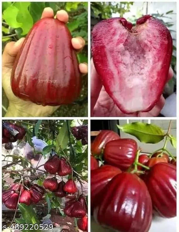 Hybrid_Red_Water_Apple_Jamrul_Fruit_Plant
