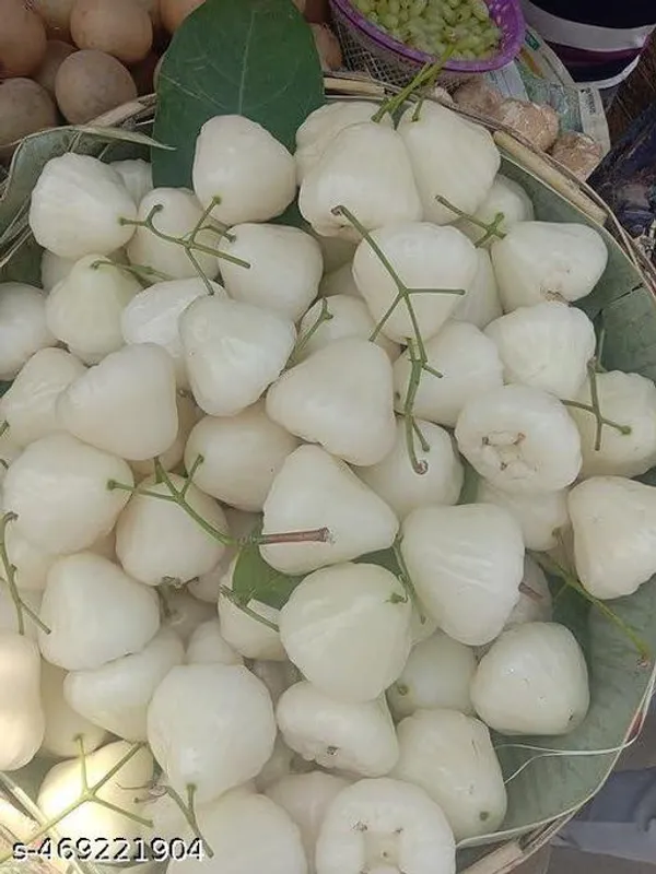 Hybrid_Water_Apple_Jamrul_Fruit_Plant