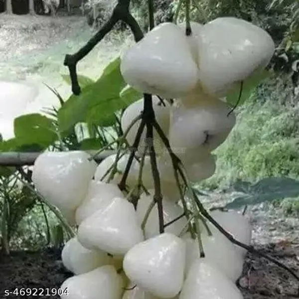 Hybrid_Water_Apple_Jamrul_Fruit_Plant