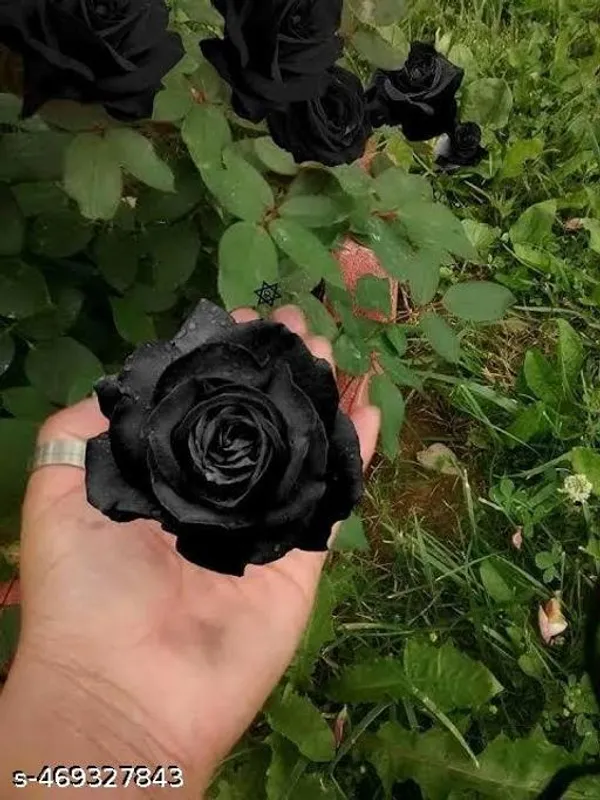 Rare_Black_Rose_Flower_Plant