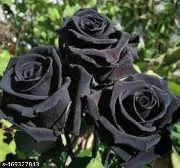 Rare_Black_Rose_Flower_Plant