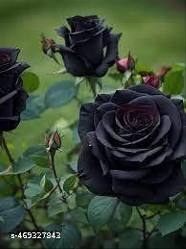 Rare_Black_Rose_Flower_Plant