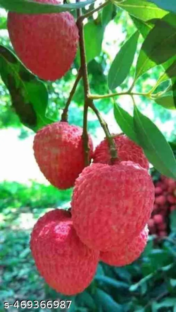 Sweet_Hybrid_Seedless_Litchi_Plant