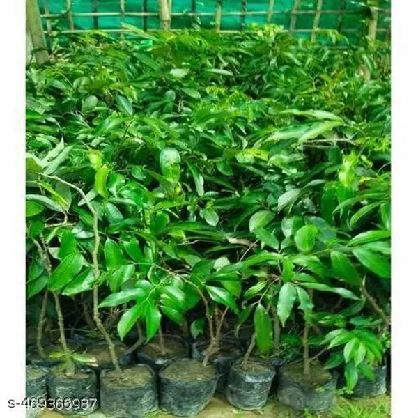 Sweet_Hybrid_Seedless_Litchi_Plant