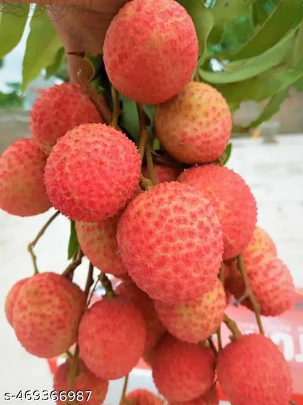 Sweet_Hybrid_Seedless_Litchi_Plant
