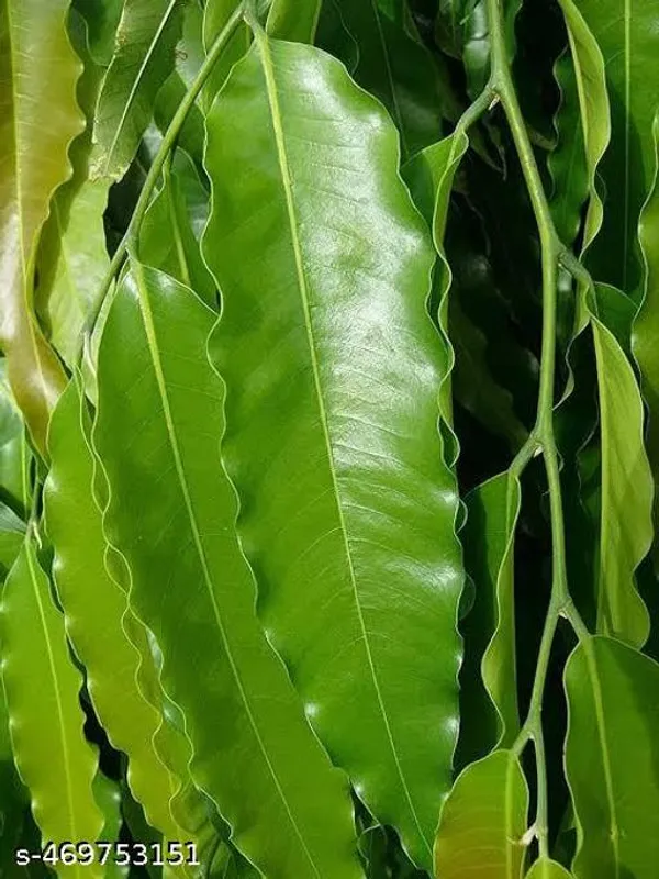 Ashoka_Debdaru_Tree_Plant