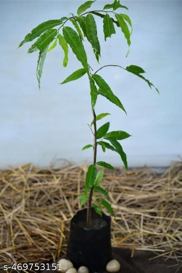 Ashoka_Debdaru_Tree_Plant