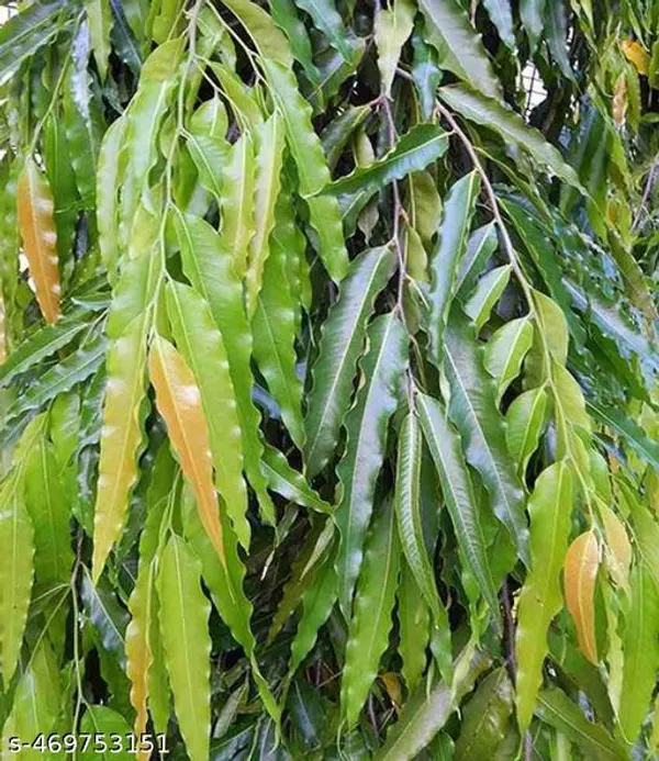 Ashoka_Debdaru_Tree_Plant