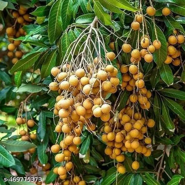 Sweet_Asfol_Longan_Fruit_Healthy_Plant