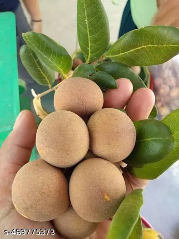 Sweet_Asfol_Longan_Fruit_Healthy_Plant