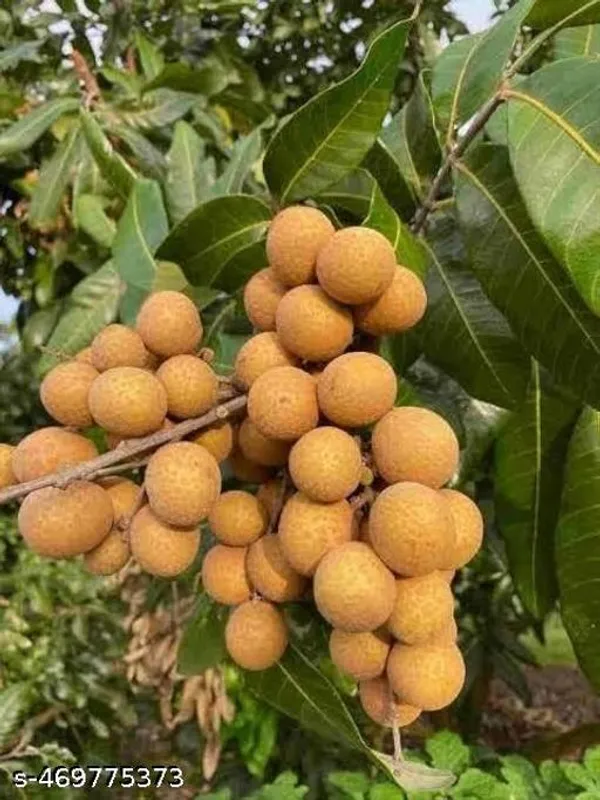 Sweet_Asfol_Longan_Fruit_Healthy_Plant