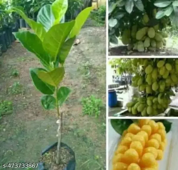 All_Time_Jackfruit_Kathal_Fruit_Plant