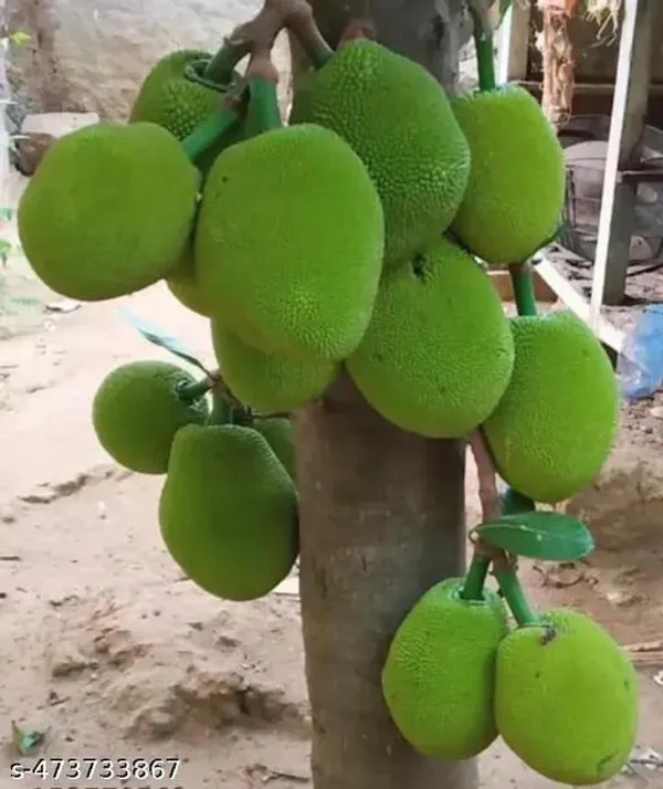 All_Time_Jackfruit_Kathal_Fruit_Plant