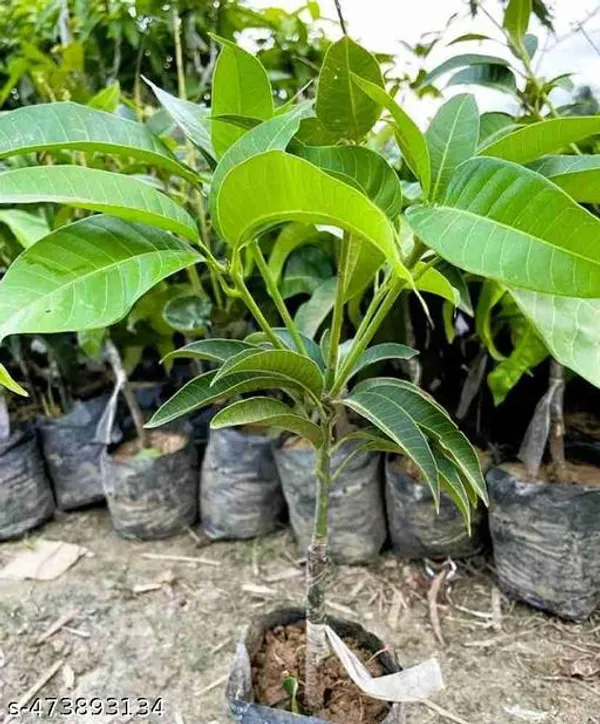 Lalita_Mango_Fruit_Plant