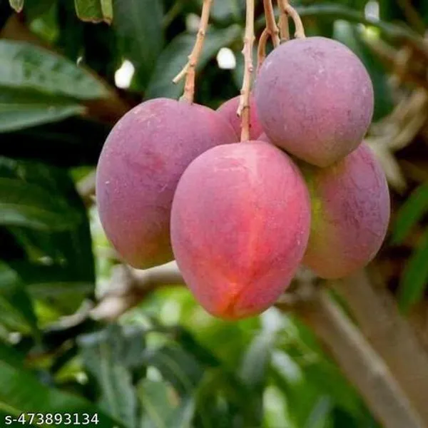Lalita_Mango_Fruit_Plant