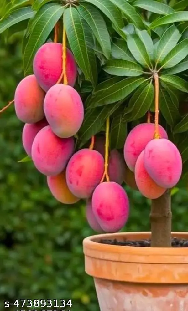 Lalita_Mango_Fruit_Plant
