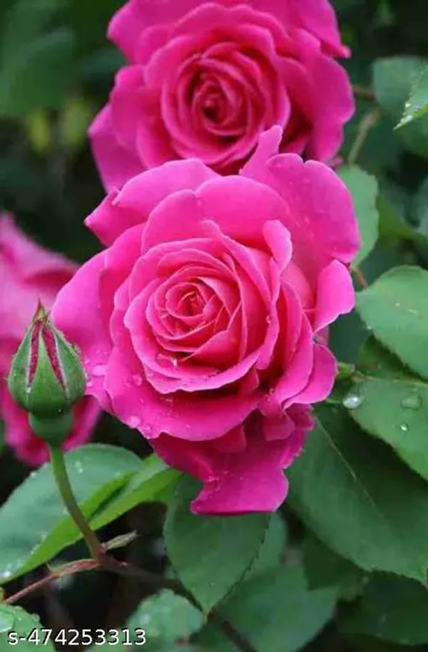 Rose_Flower_Plant
