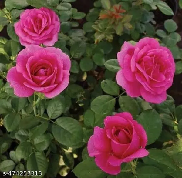 Rose_Flower_Plant