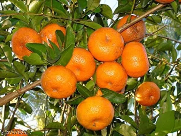 Pack_Of_2_Sweet_Orange_Seedless_Lemon_Fruit_Plant