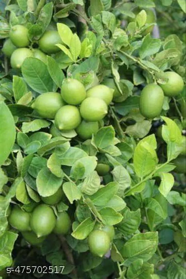 Pack_Of_2_Sweet_Orange_Seedless_Lemon_Fruit_Plant