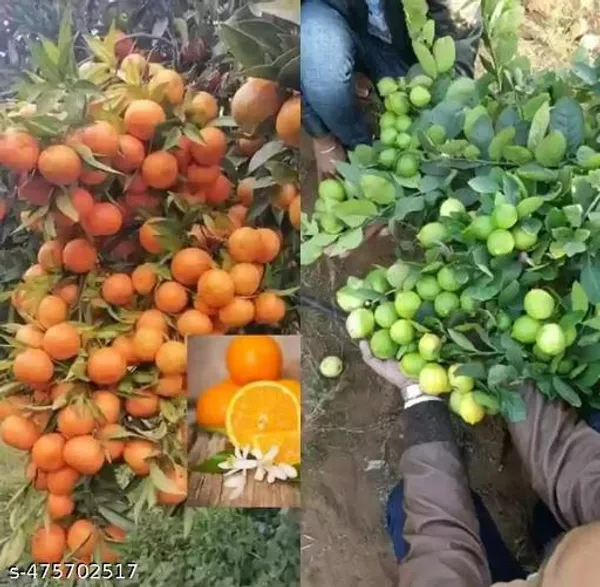 Pack_Of_2_Sweet_Orange_Seedless_Lemon_Fruit_Plant
