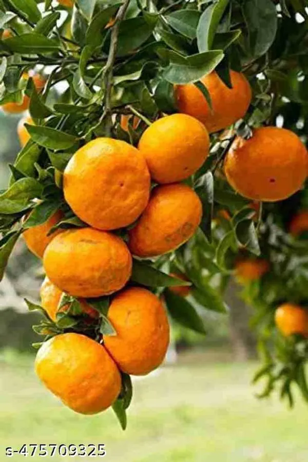 Darjeeling_Orange_Plant_Grafted_Hybrid_Grafted_Red_Orange_Plant_All_Season_Home_Garden_Tree
