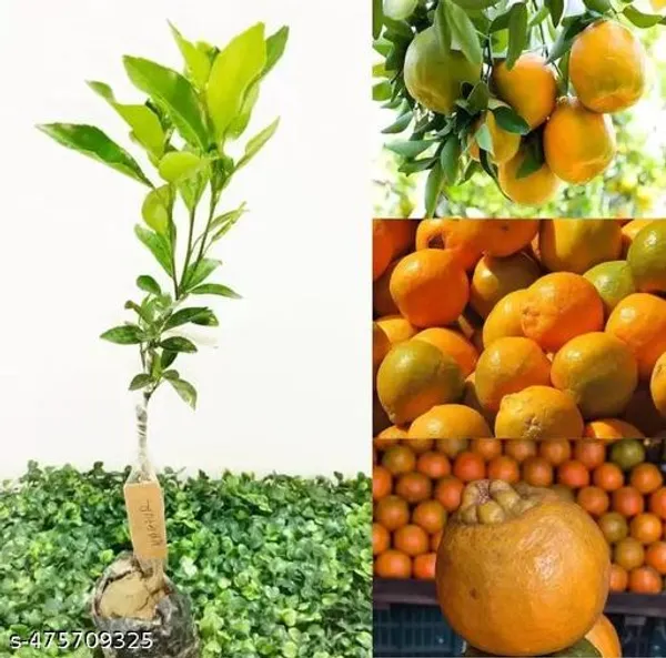Darjeeling_Orange_Plant_Grafted_Hybrid_Grafted_Red_Orange_Plant_All_Season_Home_Garden_Tree