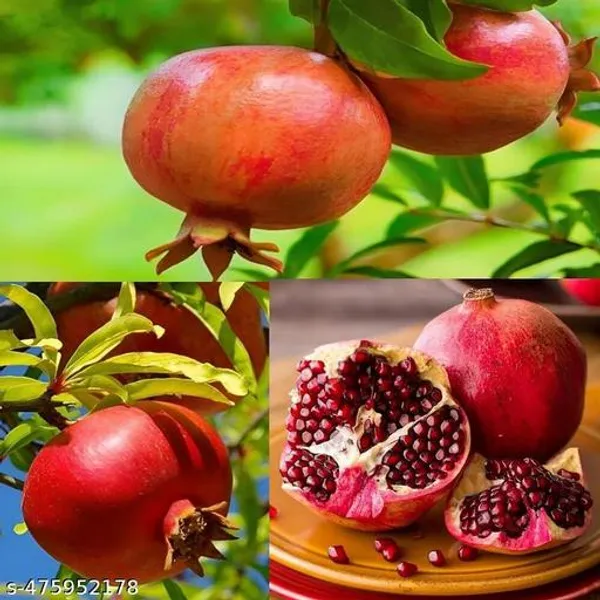 Thailand_Sweet_Anar_Bedana_Fruit_Plant