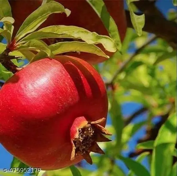 Thailand_Sweet_Anar_Bedana_Fruit_Plant