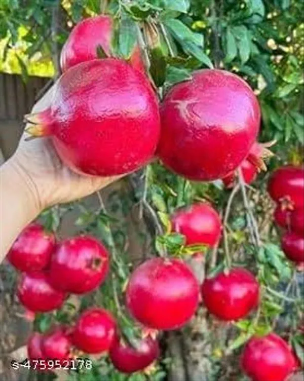Thailand_Sweet_Anar_Bedana_Fruit_Plant