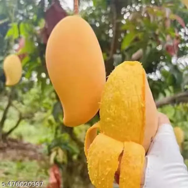 Juli_Mango_Fruit_Plant