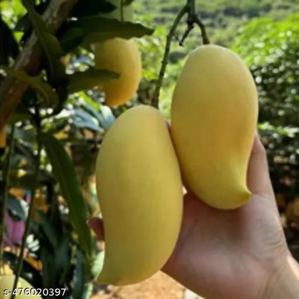 Juli_Mango_Fruit_Plant