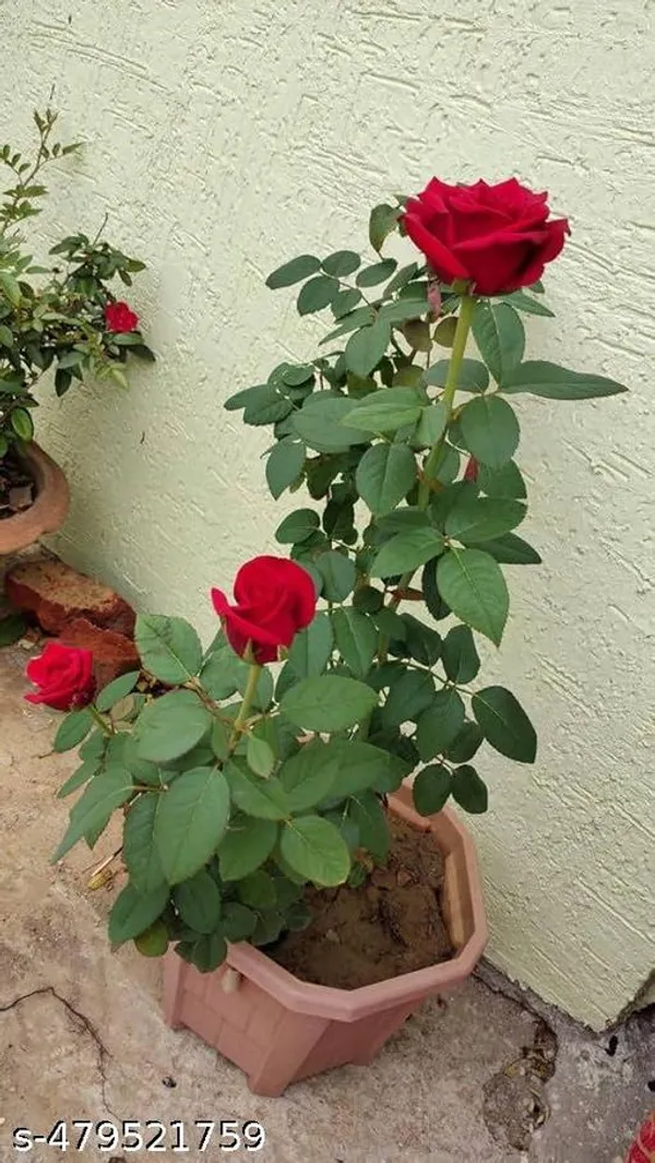 Red_Rose_Plant