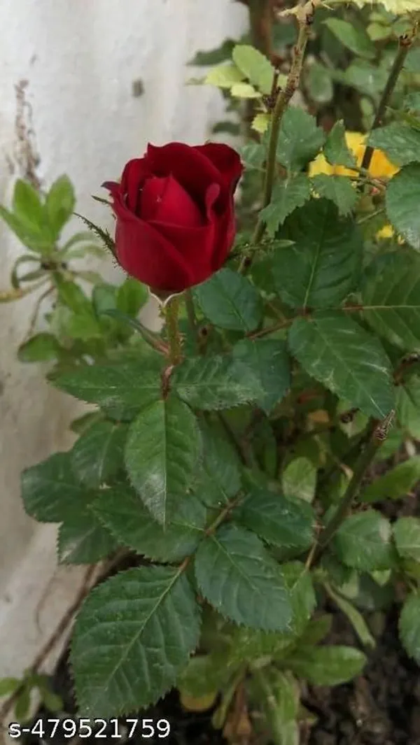 Red_Rose_Plant