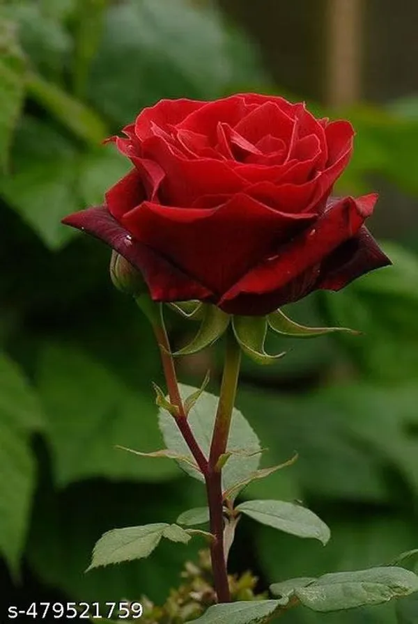 Red_Rose_Plant