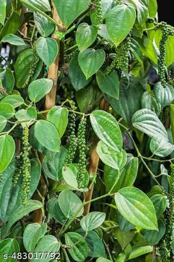 All_Time_Black_Pepper_Kali_Mirch_Golmorich_Plant