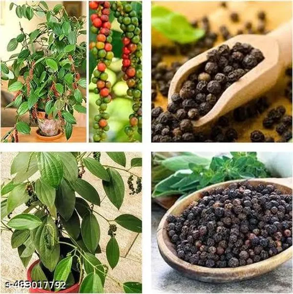 All_Time_Black_Pepper_Kali_Mirch_Golmorich_Plant