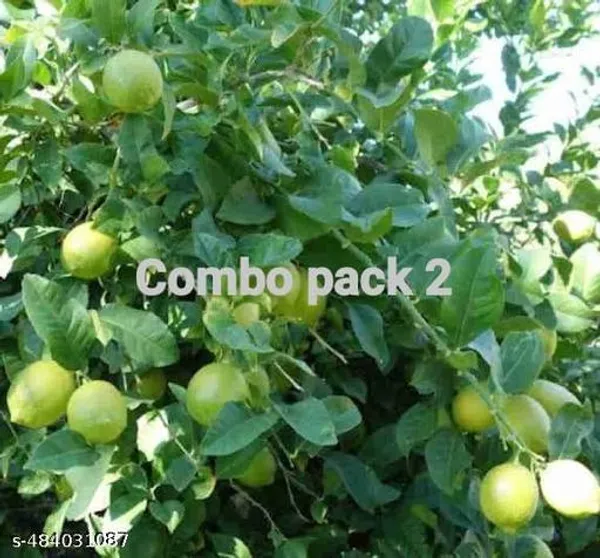 Pack_Of_2_All_Time_Seedless_Lemon_Fruit_Plant