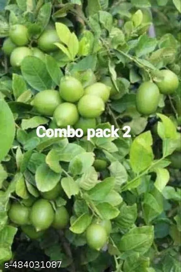 Pack_Of_2_All_Time_Seedless_Lemon_Fruit_Plant