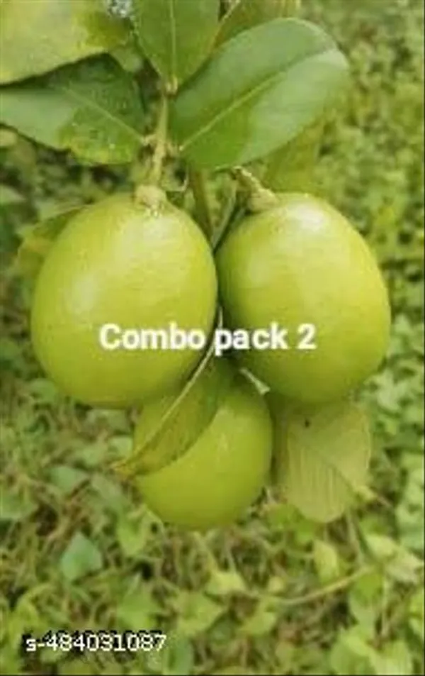 Pack_Of_2_All_Time_Seedless_Lemon_Fruit_Plant