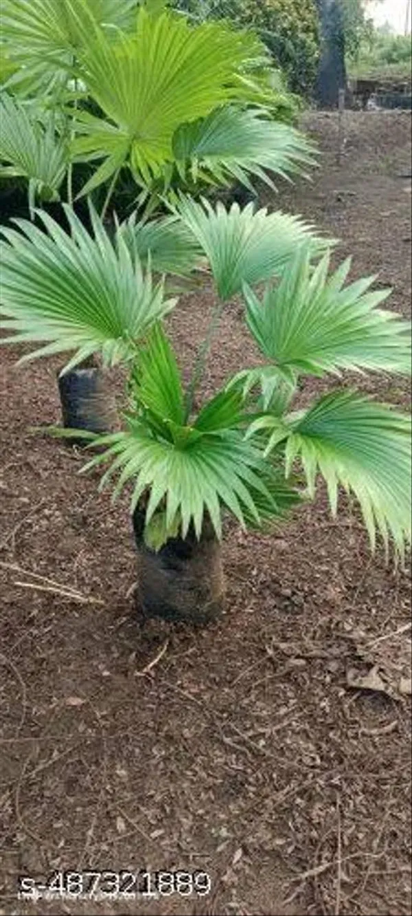 Best_Quality_Chaina_Palm_Plant