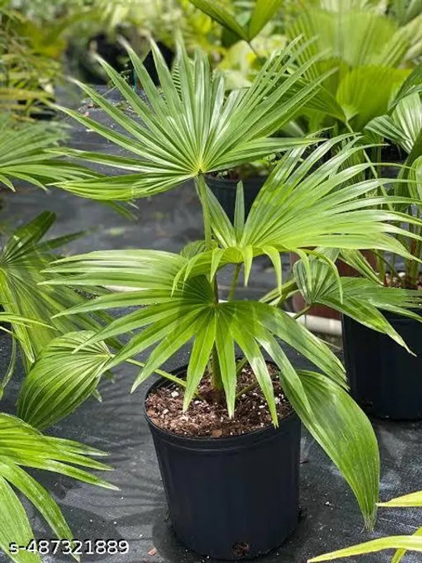 Best_Quality_Chaina_Palm_Plant
