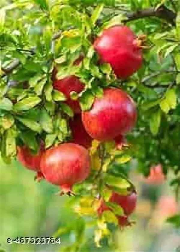 Healthy_Fruit_Pomegranate_Anar_Dalim_Fruit_Hybrid_Plant