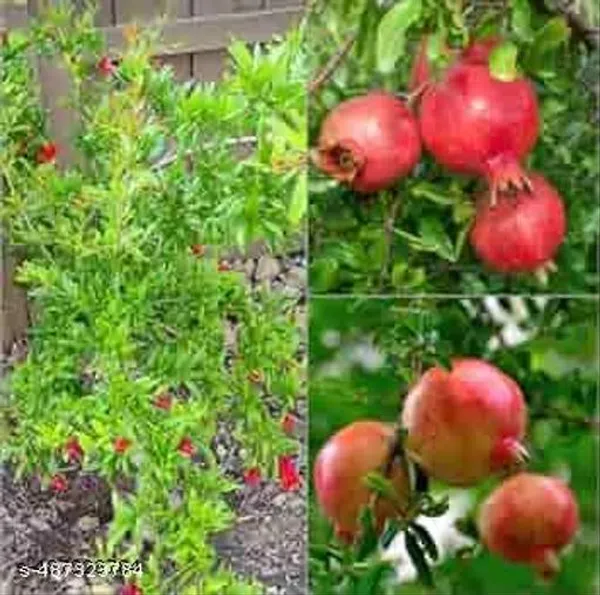 Healthy_Fruit_Pomegranate_Anar_Dalim_Fruit_Hybrid_Plant