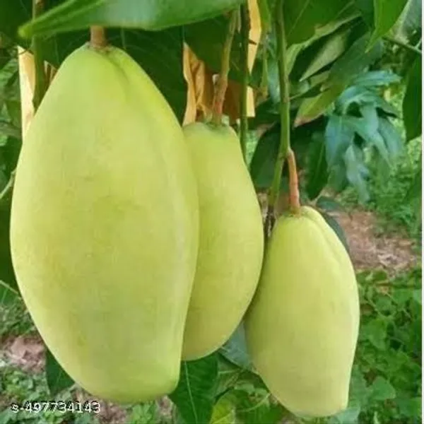 Vietnam_Alltime_Mango_Grafted_Fruit_Plant