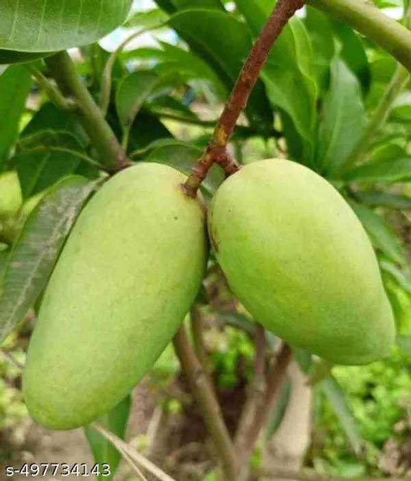 Vietnam_Alltime_Mango_Grafted_Fruit_Plant